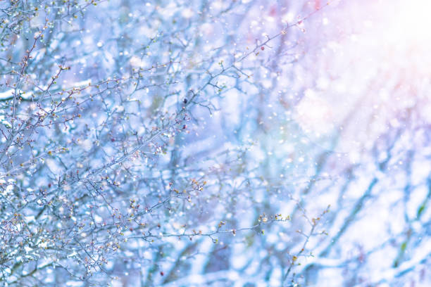 Nature in winter. A cold but aesthetic background.