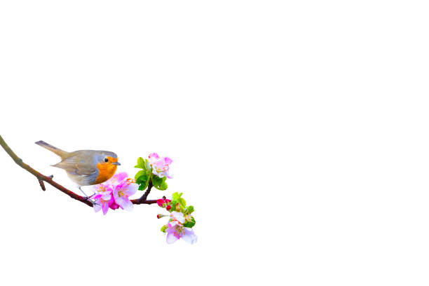 istock A branch with spring flowers and bird. Isolated images. 2152324919