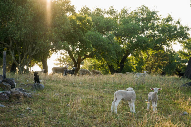 istock Lambs grazing at cork oak trees. 2152324988