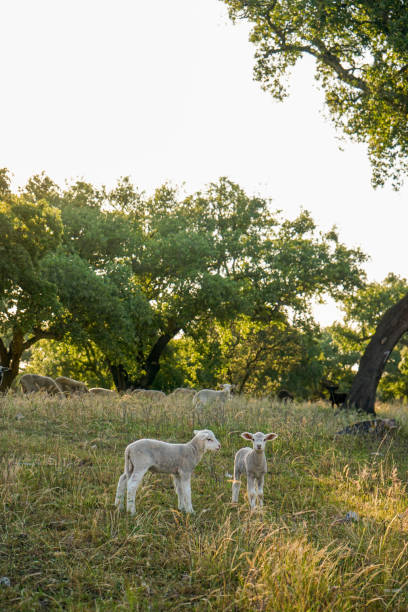Lambs grazing at cork oak trees.