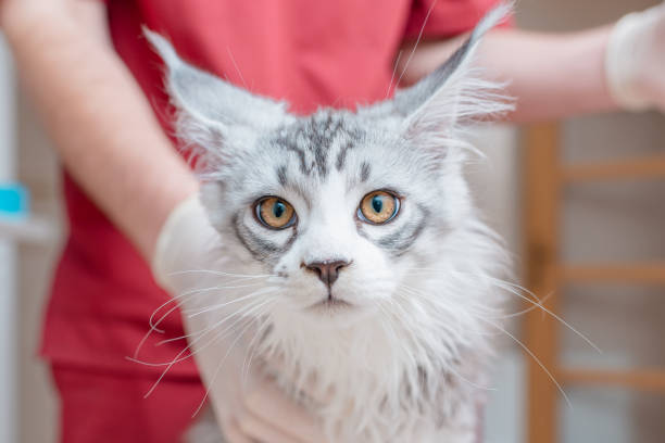 istock A young purebred kitten is waiting for a vet checkup. Closeup. 2152326047