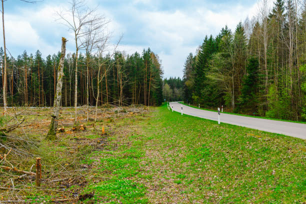 Deforestation in the Europe forest. Trunks of trees cut down by illegal loggers and forest in the background. Europe. Concept of environment, ecology, climate change, global warming, nature.