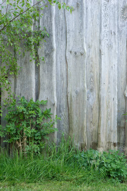istock wooden wall and wild plants 2152326181