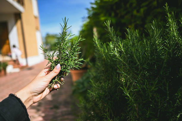 istock harvest the rosemary 2152326462