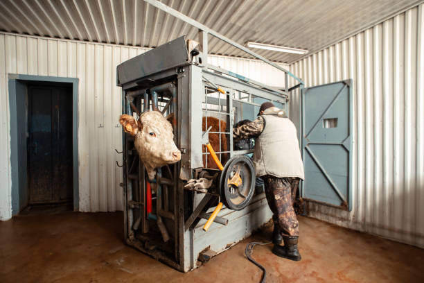 istock farmer operating complex machinery within a chute, illustrating the integration of engineering and animal science to promote livestock health 2152326468