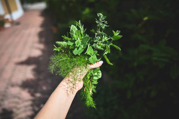 istock Woman harvest aromatic herbs. 2152326547