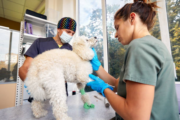 istock Veterinarian team preparing dog for surgery on operating table 2152326582