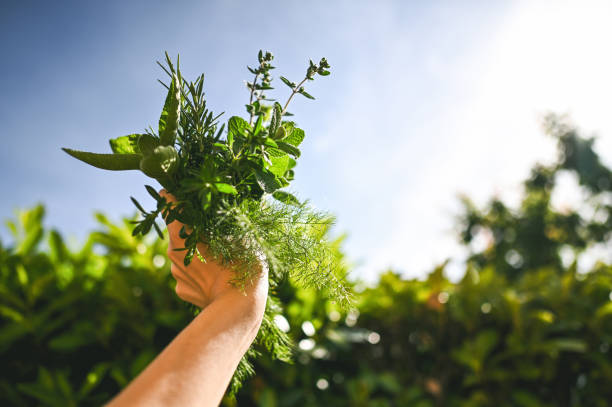 istock Showing Bunch of fresh Italian herbes. 2152326587
