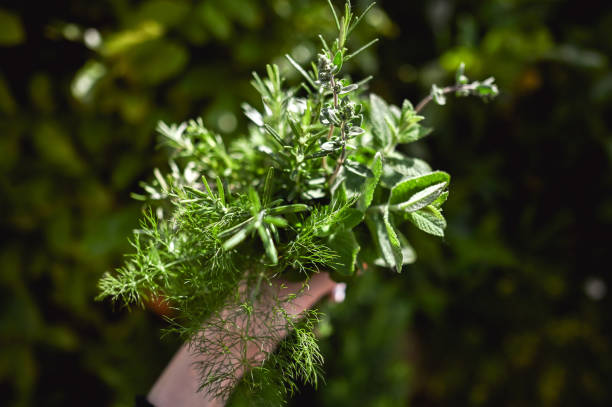 istock Bunch of a raw aromatic herbs. 2152326588