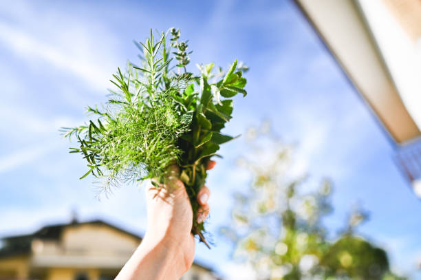 istock scented organic herbs in hand in front of sky. 2152326615