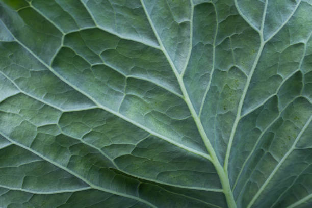 istock Background from one green cabbage leaf for publication, poster, calendar, post, screensaver, wallpaper, cover, website. High quality photography 2152327225