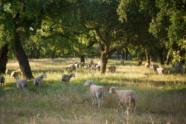 istock Aflock of sheep grazing on a verdant field. 2152331127