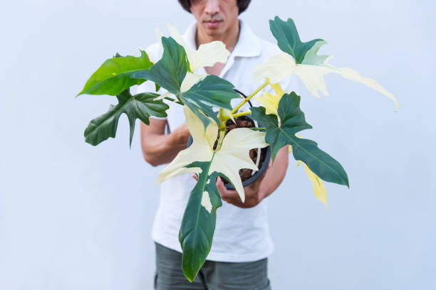 istock Closeup to Philodendron golden dragon varigated 2152331700
