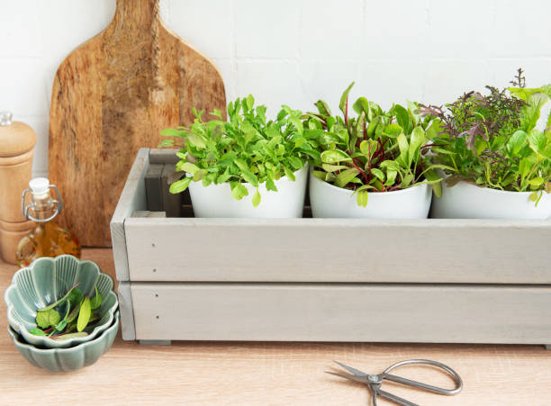 istock Fresh Herbs Grown in White Pots Inside a Gray Wooden Box in a Kitchen Setting 2152334417