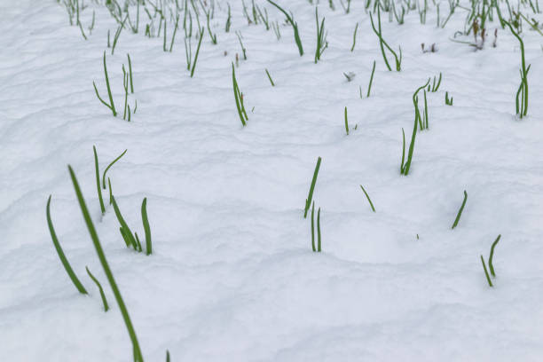 Shoots of young plants covered with snow. Abnormal cold snap.