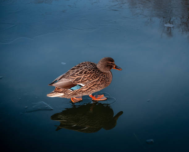 istock Duck waiting on the ice for spring to come 2152334619