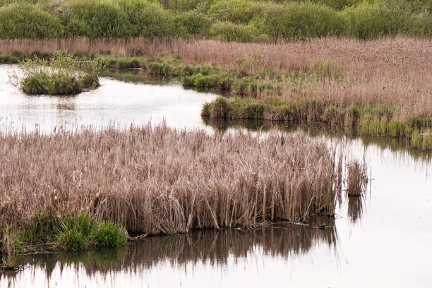 Reeds in the water. Lake, river landscape. Lush green bushes on a background. Abstract natural background