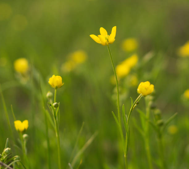 istock yellow forest anemone flower in spring park 2152335856