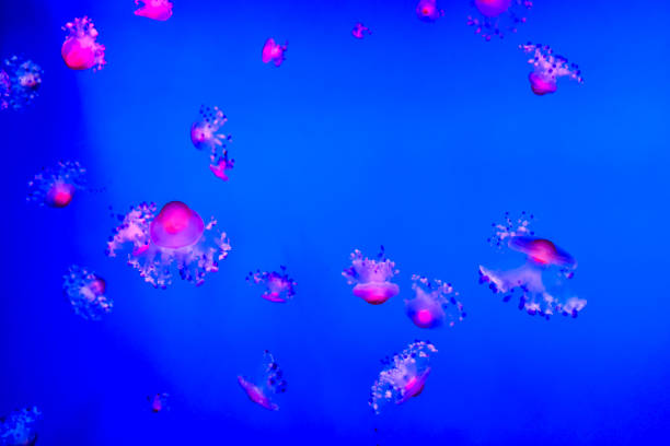 istock A blue ocean with many jellyfish floating in it 2152337347
