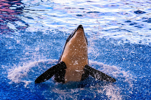 istock A whale is in the water, splashing and playing 2152337356