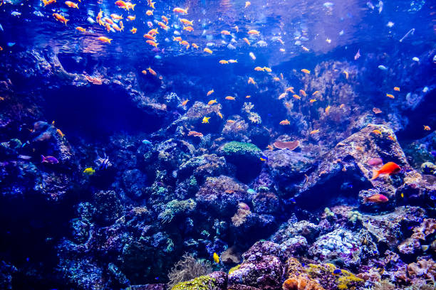 istock A colorful fish tank with many fish swimming around 2152337406
