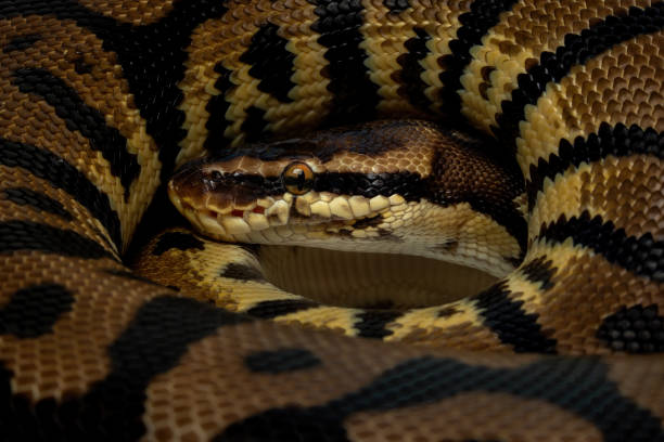 2,200+ Ball Python Stock Photos, Pictures & Royalty-Free Images - iStock