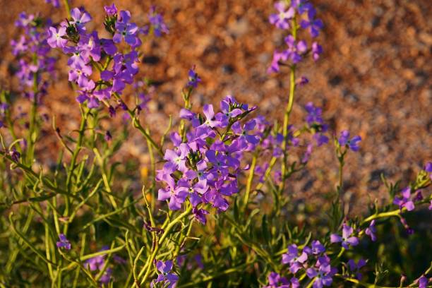 istock Purple wildflowers 2152340120