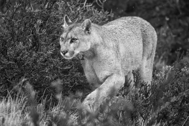Mono close-up of puma walking through bushes