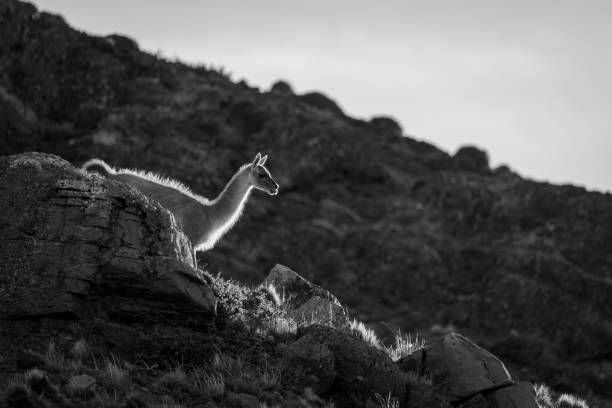 istock Mono guanaco walks down ridge at sunset 2152340183
