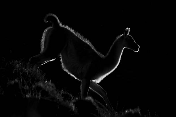 istock Mono guanaco walking down hillside at sunset 2152340250
