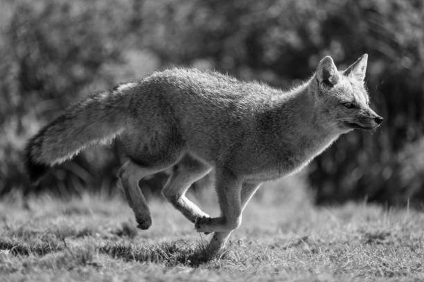istock Mono South American gray fox running past 2152340253