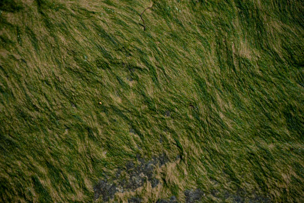 istock Close up of green algae on rock 2152340304