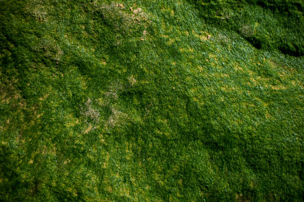 istock Close up of green algae on rock 2152340533