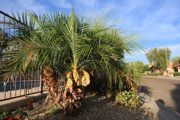 istock Dwarf palm tree with yellow flowers in Spring 2152340563