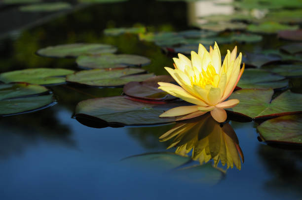 Waterlily in blossom