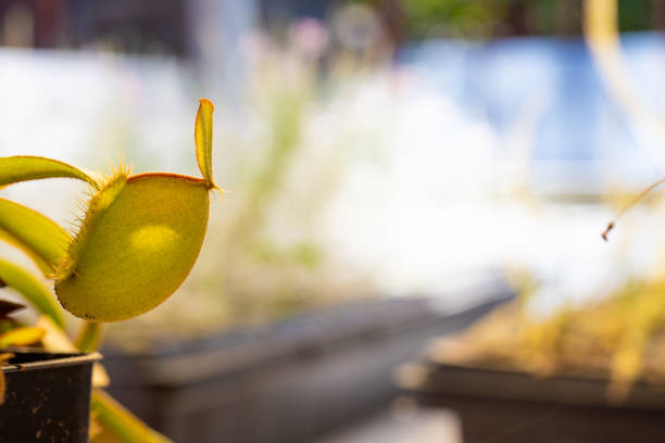 Nepenthes, Tropical pitcher plants and monkey cups