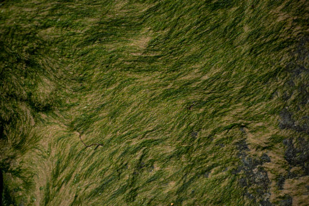 istock Close up of green algae on rock 2152341062
