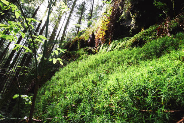 Backlit. Moos growing on hill with hemlock trees. Rainforest backdrop or forest microhabitats. North Vancouver, BC, Canada. Selective focus.