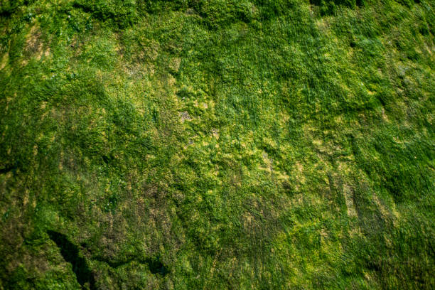istock Close up of green algae on rock 2152342157