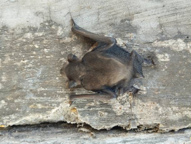 istock a bat landed on the wall 2152342493