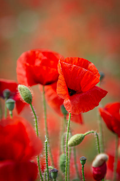 istock Colourful poppies in the South Downs on a sunny day 2152345464