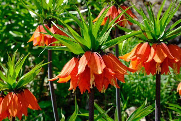 istock Crown Imperial Lily (Upside Down Tulips) reverse or inverted tulip 2152346284