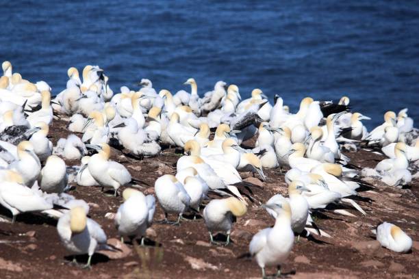 istock Bonaventure Birdwatching: Wings Over Quebec's Coastal Gem 2152349327