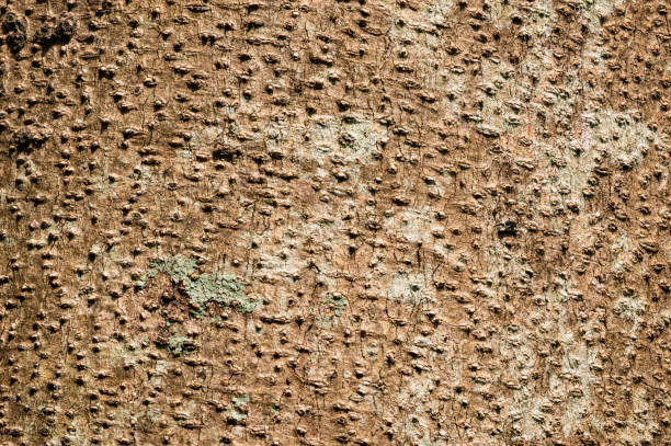 istock Surface texture of Cotton fruit or Santol tree stem. 2152350997