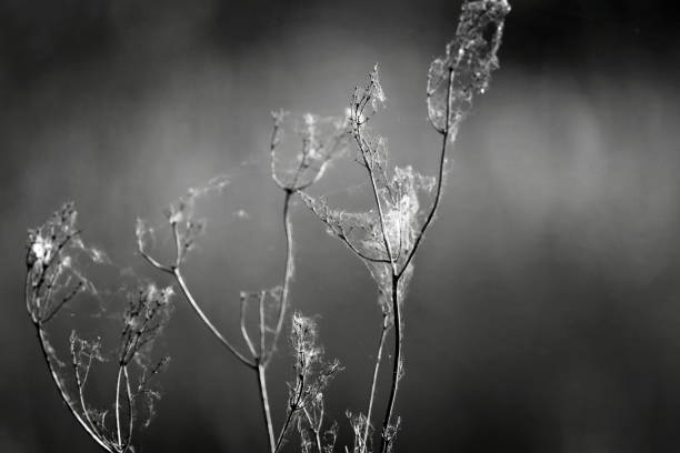 istock Cobwebs on dry branches of swamp bushes. 2152352369