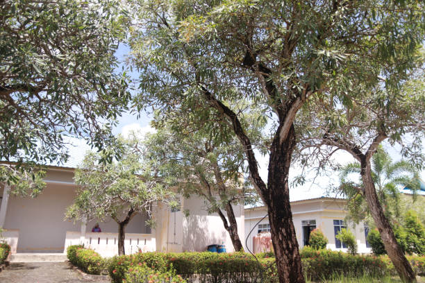 Trees in the garden area