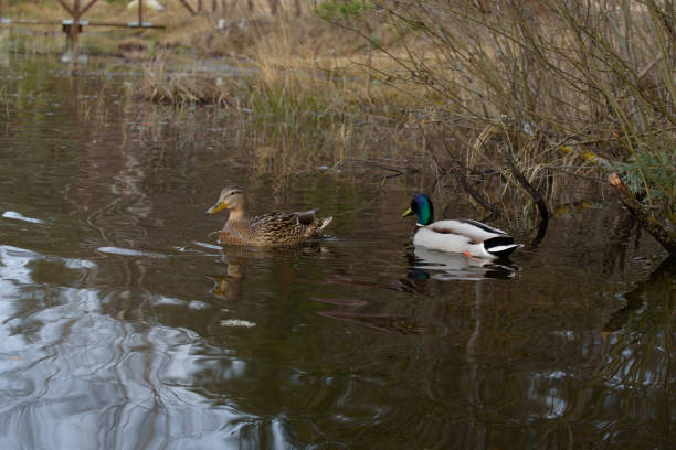 istock beautiful ducks in the lake on a gray spring day 2152354534