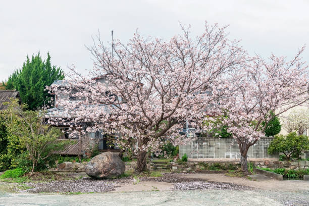 istock White sakura cherry blossom with house along river at Yanagawa 2152355936
