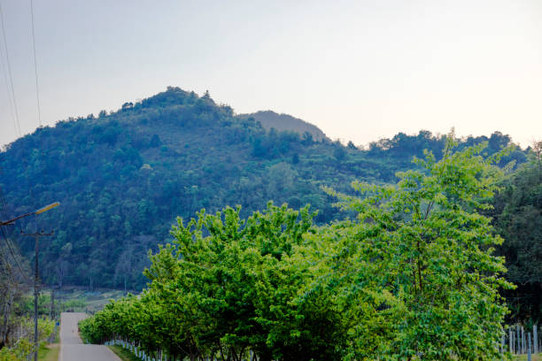Country road along trees and fields near Doi Ang Khang in Mae Sun, Fang District, Chiang Mai province
