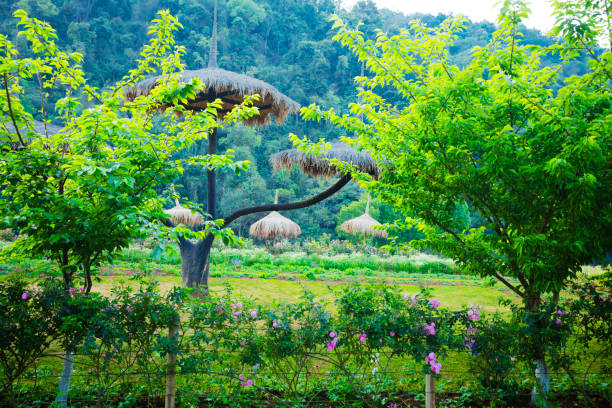 Trees and flowers in Doi Ang Khang valley near Royal agricultural station in Mae Sun, Fang District, Chiang Mai province